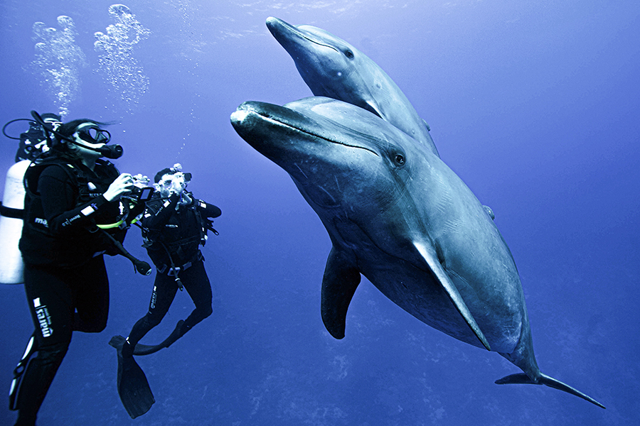 Dolphins and divers