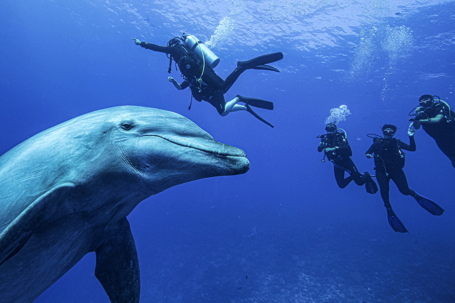 Divers and dolphin
