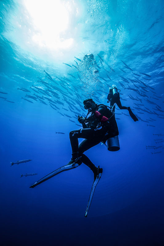 Diver and barracudas
